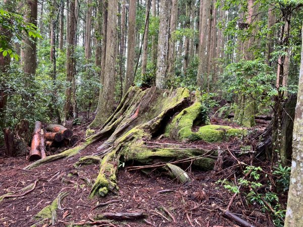 新竹 五峰 雪霸休閒農場 野馬瞰山步道2811510