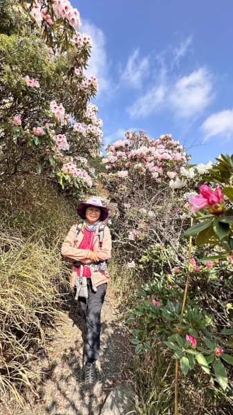 合歡東峰、小奇萊賞玉山杜鵑2542793