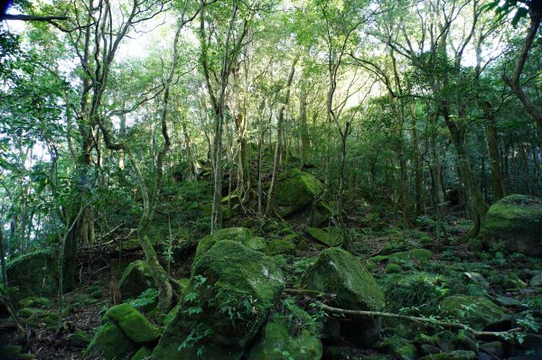 苗栗 南庄 紅毛山、無名山、大坪山2943103