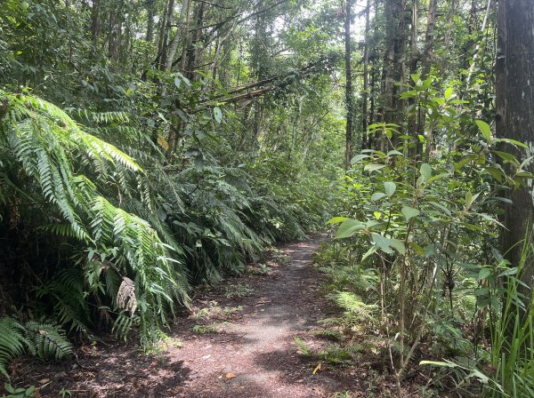 [皮皮獅Hike客任務-05/10] 2024_0721 石硬子古道(石峎古道)2557524