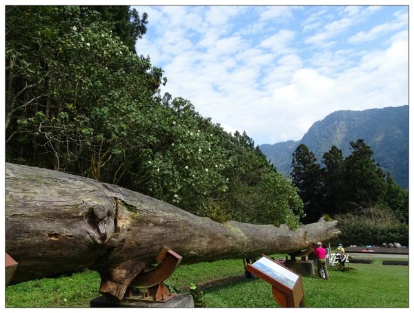 溪頭/山芙蓉之旅712607