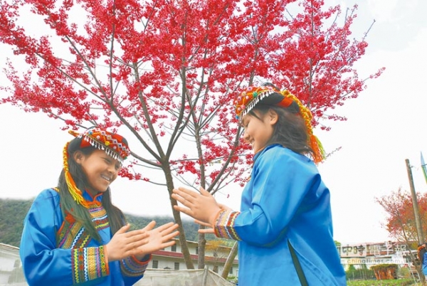 【新聞】台東南橫山櫻花怒放 李桃爭豔