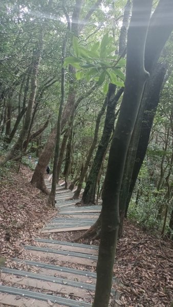 東眼山自導式步道1553176