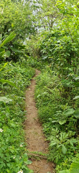 2026-0307 造鎮-文筆山-天華山-南勢角山-蘭花亭-牛伯伯3015832