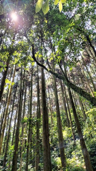 烏來桂山路…文化大學華岡實習林場…四崁水山…大桶山…桂山路2499151