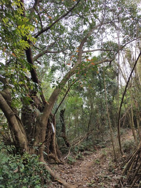 2024.04.14 倒別牛登中坑山飛鳳山O型2922830