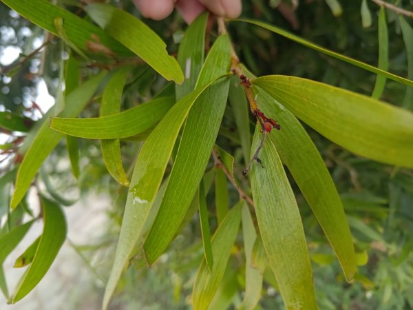 梅山鄉撿山頭2449386