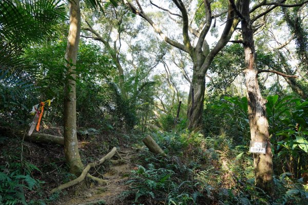 新北-桃園 娘子坑山、烏塗窟山、五十分山2427197