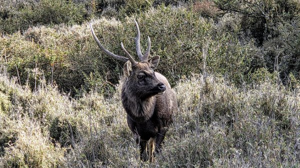 深秋綺麗山景和雲海的饗宴戒茂斯上嘉明湖山遊記2947327