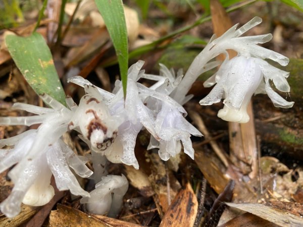 水社大山水晶蘭大爆發881615