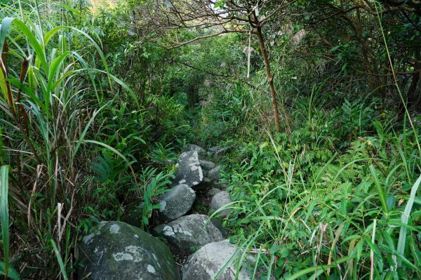 新北 萬里 鹿崛坪山、富士坪山、大尖山2353359