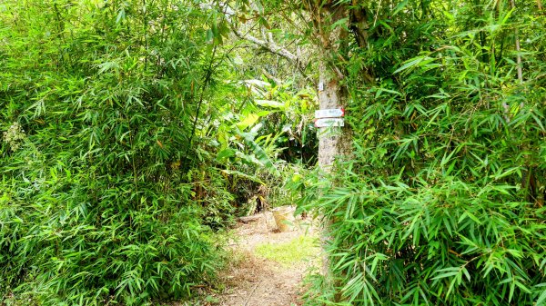 向北的龜溪縱走。評耶哀2777726