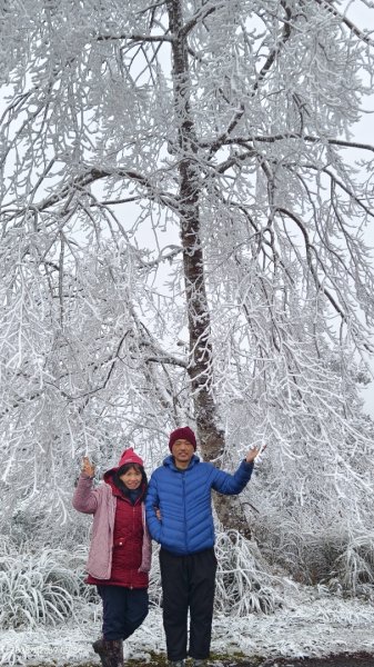 我的2025 第三場雪 #翠峰湖步道 #望洋山 #金翼白眉  2/92708867