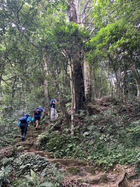 北得拉曼巨木步道2208742