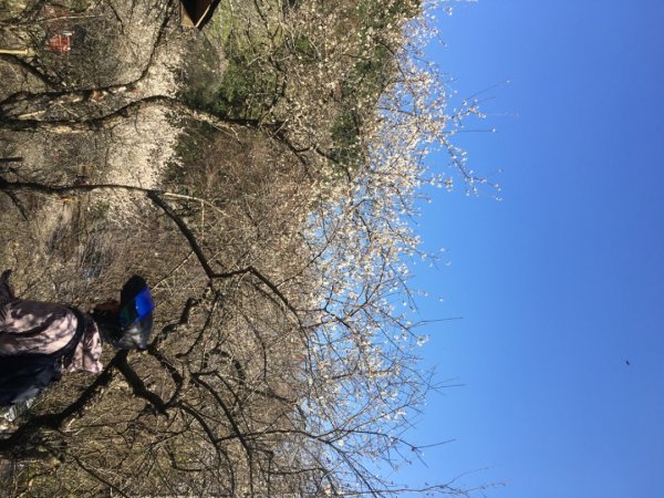 梅花撲鼻香2686603