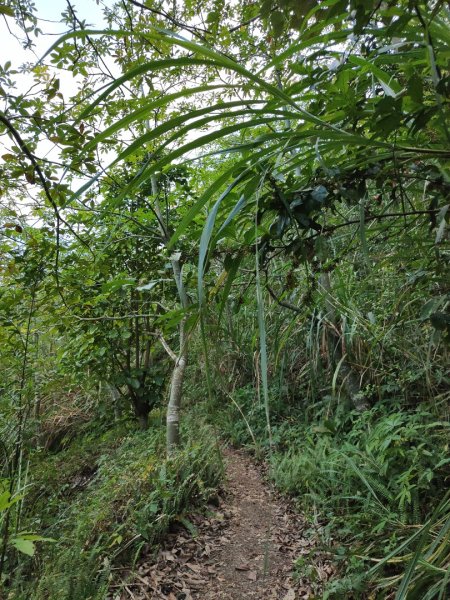 2023.11.30 九份二山2677676