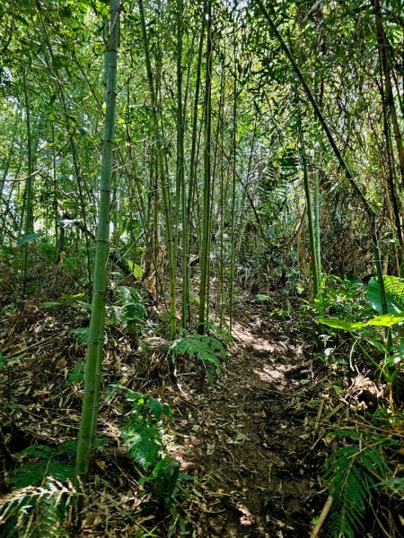 大山背麒麟步道 - 2024森遊竹縣皮皮獅Hike客任務2554891