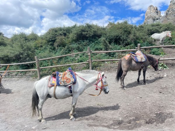 西藏♥️可愛動物🐎人物寫真/拉薩旅拍/美食2902939