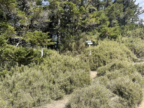 合歡北、西峰(三訪)113.04.212492792