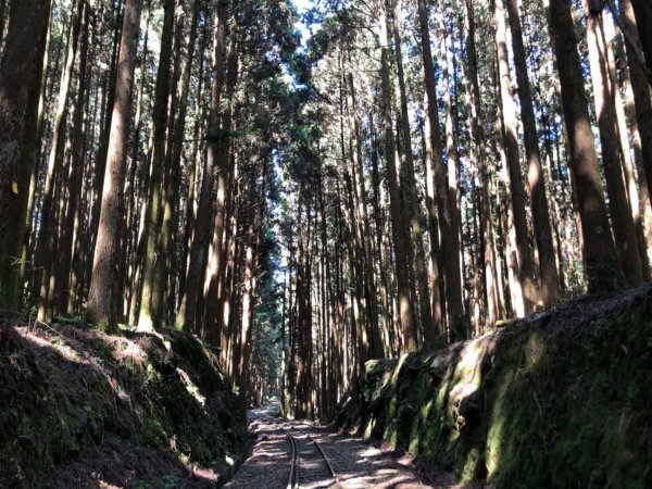 二萬坪鐵道漫遊尋神木走二萬坪山屏遮那山1118249