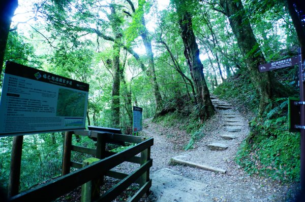 桃園 復興 達觀山、拉拉山3101828