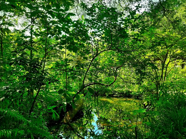 全臺齊步走｜碧潭、大安森林、大湖公園、淡水、花博、中正2230329