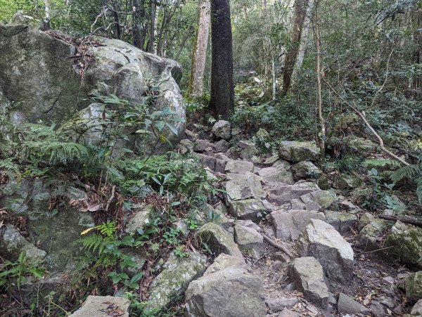 谷關七雄：有點硬陡的波津加山（捎來吊橋進、谷關吊橋出）1861404