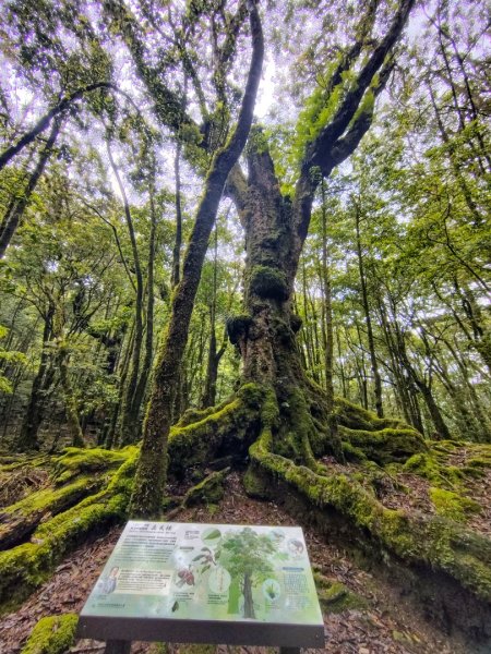 稍來小雪山國家步道、船型山、鞍馬山、鞍馬山東北峰、天池、雪山神木2799866