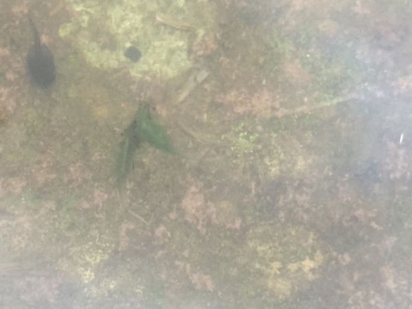 豪大梅雨後寧靜向天池湖沼枝額蟲現蹤跡140297