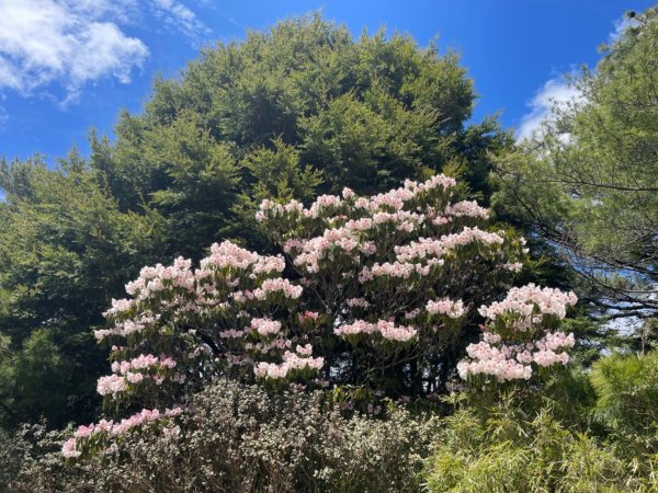 天梯的試煉·大劍山、油婆蘭1713461