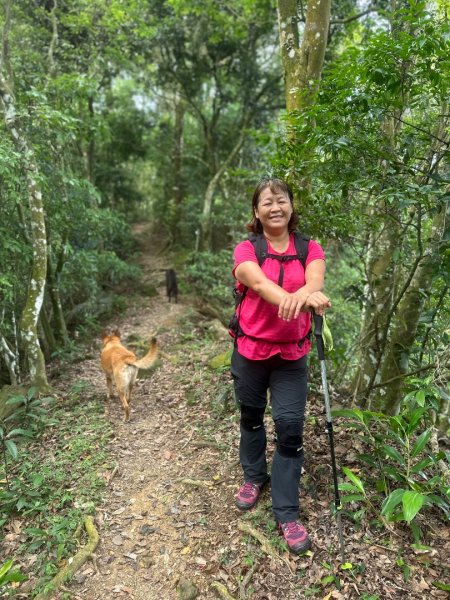 苗栗縣獅潭鄉鳴鳳古道O型縱走2802499