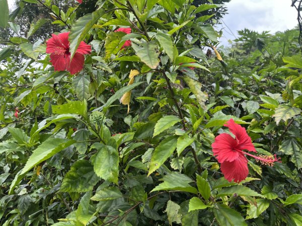 [皮皮獅探險隊-04/10] 2025_0706 三段崎古道2831755