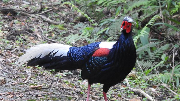 雲山水花鳥蝶-天龍國阿伯的日常6/22801942