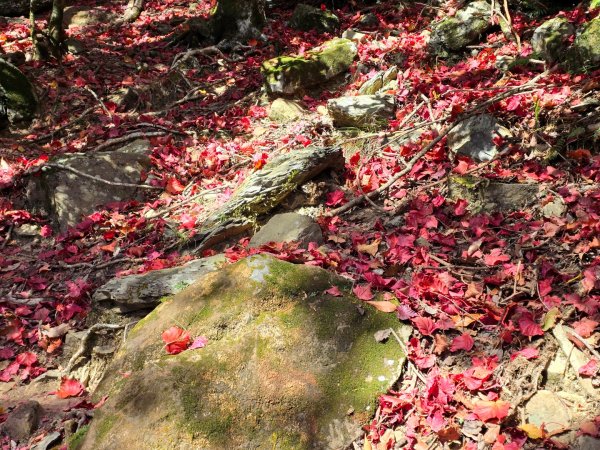 鳶嘴稍來山之楓紅／雲海2974080