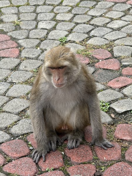 登仙橋賞猴2704780