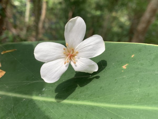 20250403高雄頂荖濃山2757157