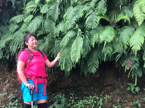 後棟山經挑筍古道上大尖山再走樟湖山1100395