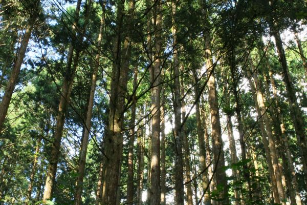 奮起湖台灣杉森林棧道194432