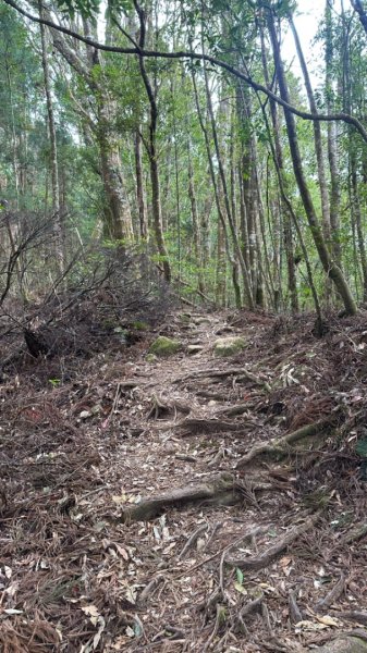 忘憂森林.金柑樹山2668869