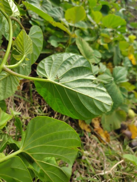 恆春大縱走連走白沙彌山出呆風草原2991468