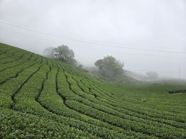雲嘉大尖山2871289