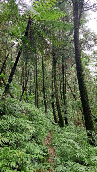 基隆聖稜線-陡不停的五四大縱走2787821