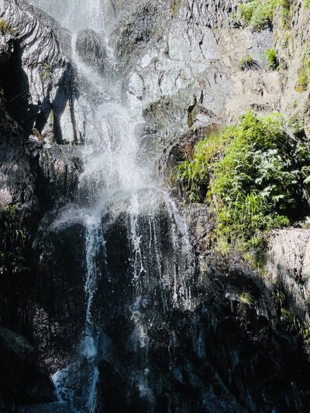 1140825司馬庫斯新巨木園區-司立富瀑布-部落觀景台2871226