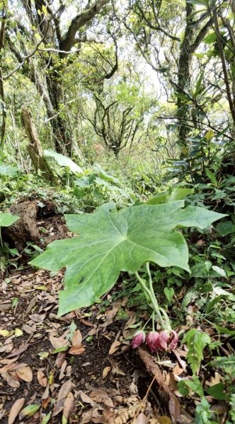 大屯西南稜-上大屯尋找八角蓮採野🥬-貴子坑連走六峰2756164