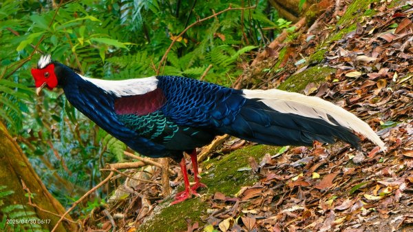 翡翠水庫壩頂 #火燒雲雲海 #日出雲海 #鱷魚島 #藍腹鷴 4/292773473