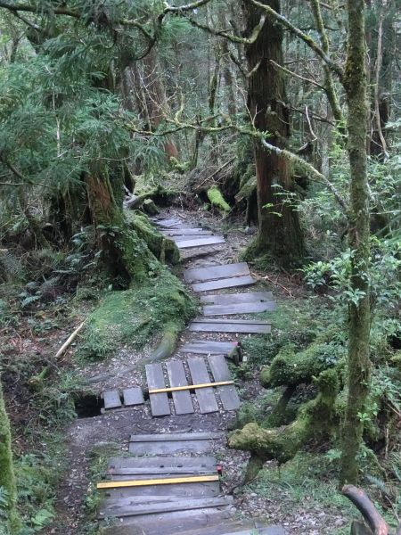 檜木原始林．鐵杉林自然步道380346