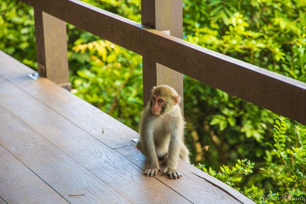 [高雄]壽山遊猴群動物園2580359