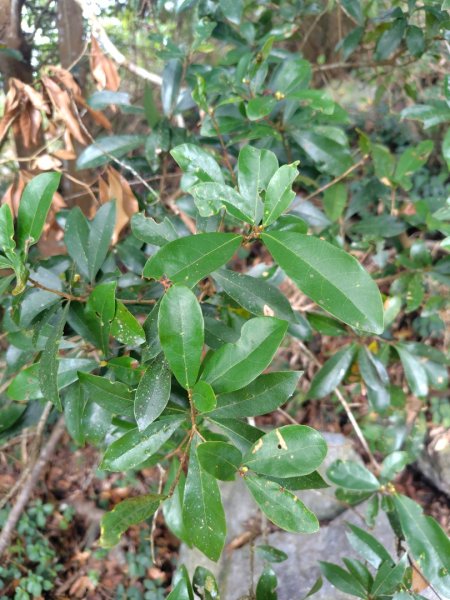 多納六秀 足母山 鬼斧神工一線天 德德山2953038