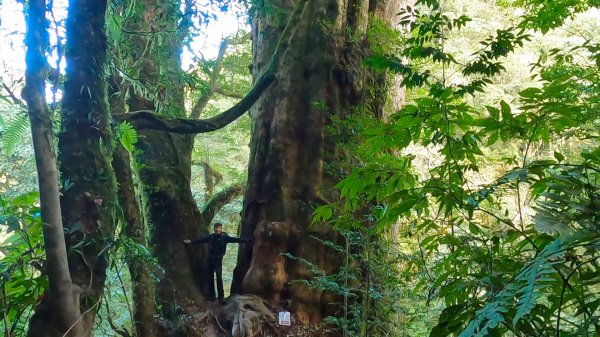 特富野古道走拉拉喀斯巨木群步道、梯子板山1182480