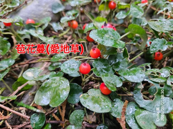 宜蘭燈篙林道.肖楠步道.雙月湖O走3114596